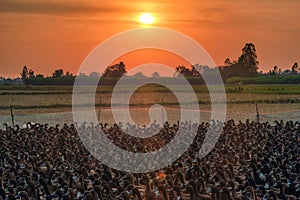 Flock of ducks husbandry in stall