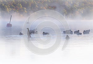 Flock of ducks in misty, dreamlike waters early dawn. Colorful autumn forest in background.