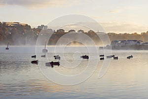 Flock of ducks in misty waters early dawn. Boats and city landscape.