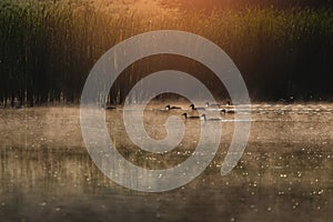 Flock of ducks in misty waters early dawn.