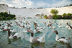 Flock of ducks in the pond by Pamukkale Travertines