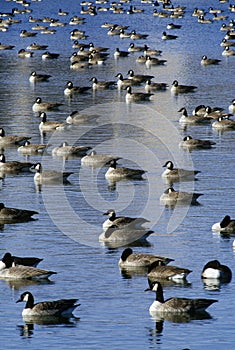 Flock of ducks on pond, Pierre, SD photo