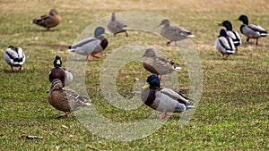 Flock of ducks on the shore. Focus in the foreground