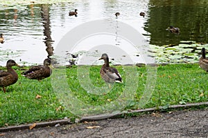 Flock of ducks on the side and floating on a pond