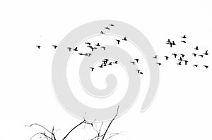 Flock of Ducks Silhouetted Against a White Background