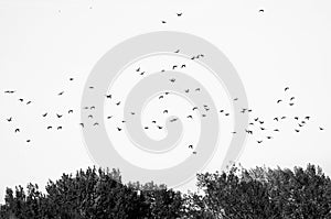 Flock of Ducks Silhouetted Against a White Background