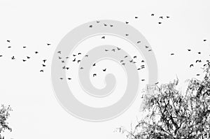 Flock of Ducks Silhouetted Against a White Background