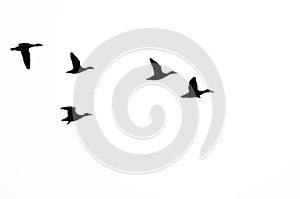Flock of Ducks Silhouetted on a White Background