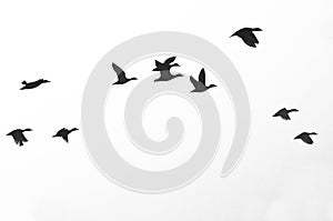 Flock of Ducks Silhouetted on a White Background photo