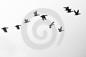 Flock of Ducks Silhouetted on a White Background