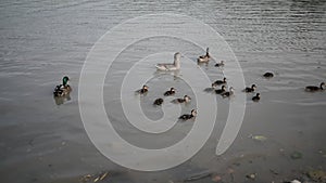 A flock of ducks with small ducklings swim on the lake along shore
