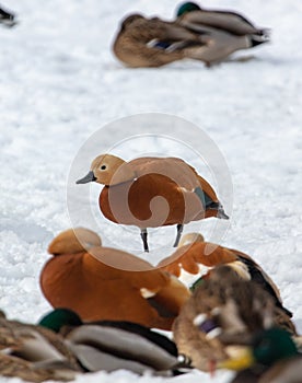 A flock of ducks on the snow in winter