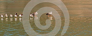 Flock of ducks standing on a thin sheet of ice