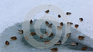 A flock of ducks swimming in the ice-hole on a frozen pond