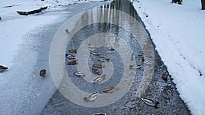 A flock of ducks swimming in the ice-hole on a frozen pond