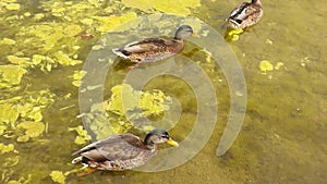 A flock of ducks swims across a swampy pond