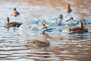A flock of ducks swims in the lake