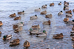 A flock of ducks swims on the river in winter