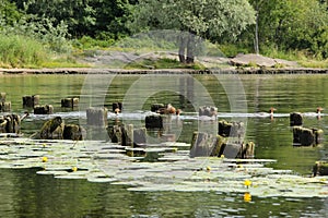 A flock of ducks swims among water lilies and old wooden piles