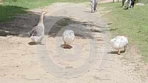 A flock of ducks waddle along a dusty trail near a lush grassland,