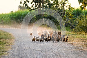 Flock of ducks walking on dirt road in plantation