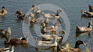 Flock of ducks in water