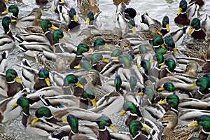 Flock of ducks on the water in winter. Lots of bright green necks. Wedding dress of feathers for spring.