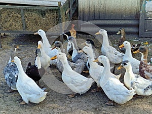 Flock of ducks and white geese in a poultry farm, bird care, many birds