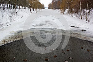 a flock of ducks in a winter pond