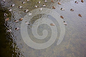 a flock of ducks in a winter pond