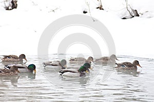 Flock of ducks on the winter river