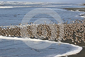 Flock of Dunlin on the Beach