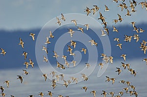 Flock of Dunlin Calidris alpina photo