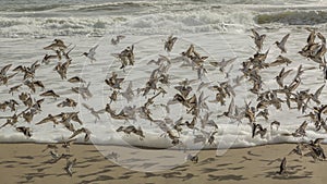 Flock of Dunlin Calidris alpina landing on the beach