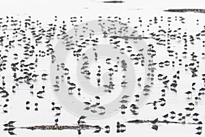 Flock of dunlin