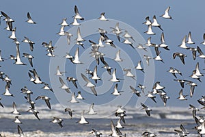 Flock of Dunlin in Flight