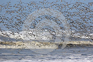 Flock of Dunlin Flying Away