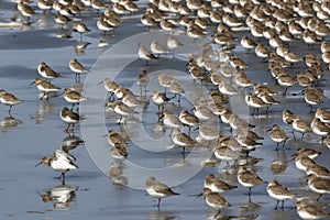 Flock of Dunlin on Sand