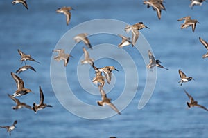 Flock of Dunlins