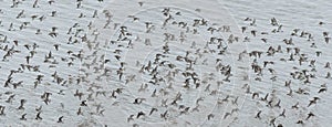 Flock of Dunlins over mudflats