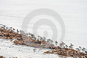 A flock of dunlins on shore in the water among tare.
