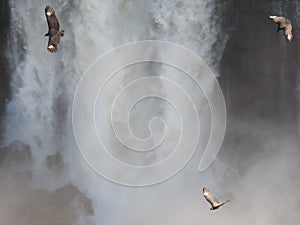 Flock of eagles flying near a beautiful powerful waterfall