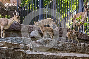 Flock of the East Caucasian tur Daghestan tur lying on the rock.