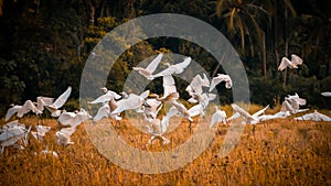 Flock of egret birds taking off in paddy field landscape photograph. beautiful scenery in tropical island