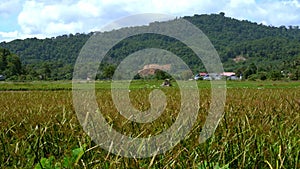 A flock of egrets follows a tractor plowing a field in search of food.