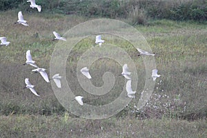 A flock of egrets on the go rushing home in the evening time just before the sunset. Views look terriffic from where it snapped