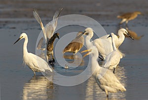 Flock of egrets , little Egrets in bulk , bird witj long beaks and long legs white bird