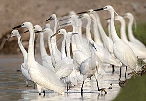 Flock of egrets , little Egrets in bulk , bird witj long beaks and long legs white bird