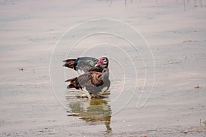 A flock of egyptian geese at Enkongo Narok Swamp at Amboseli National Park in Kenya