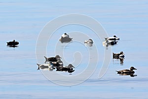 Flock of eider duck birds Somateria mollissima swimming in blue water